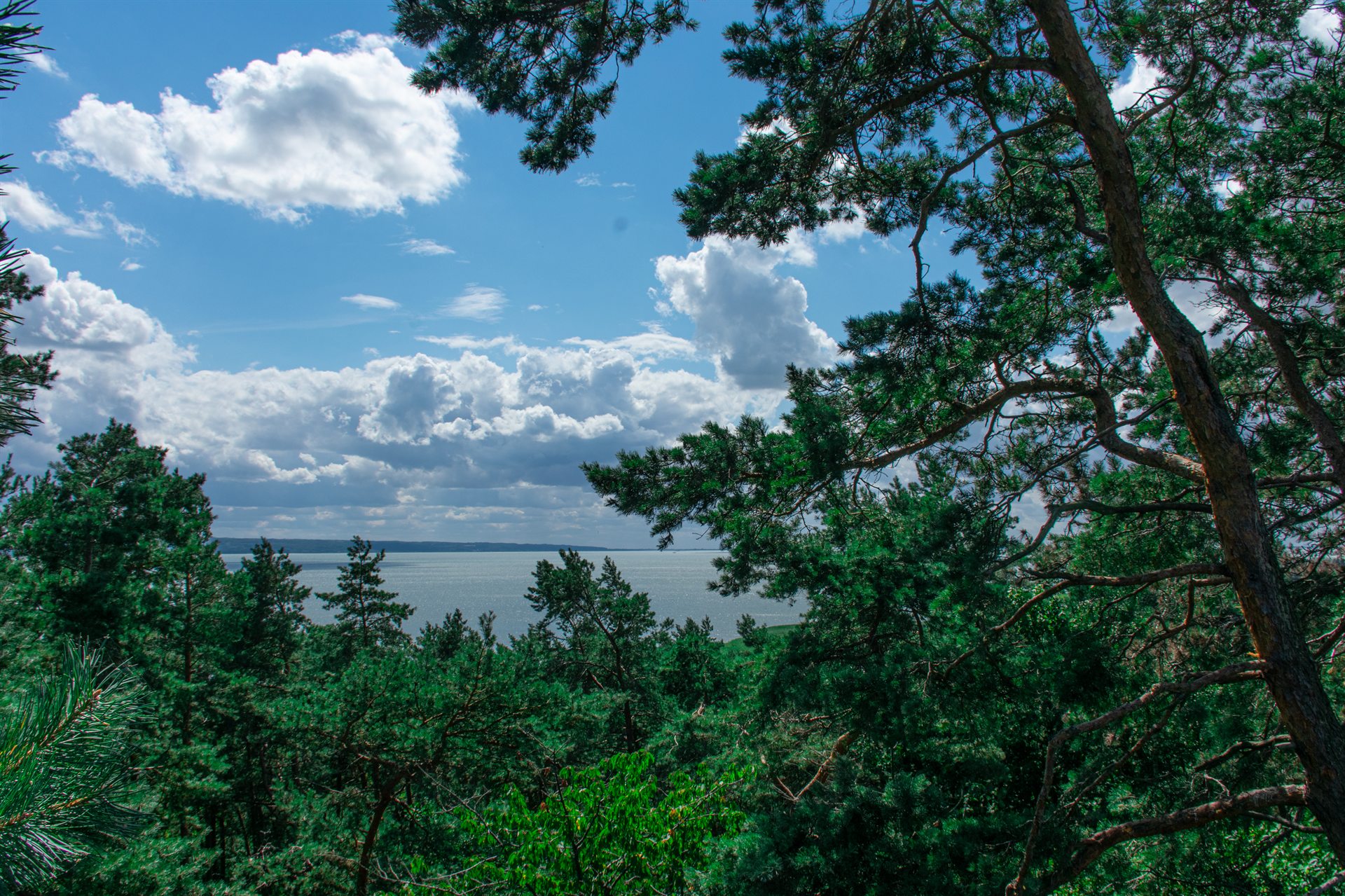 Zielony bór sosnowy na skarpie z widokiem na spokojne jezioro i niebieskie niebo z chmurami