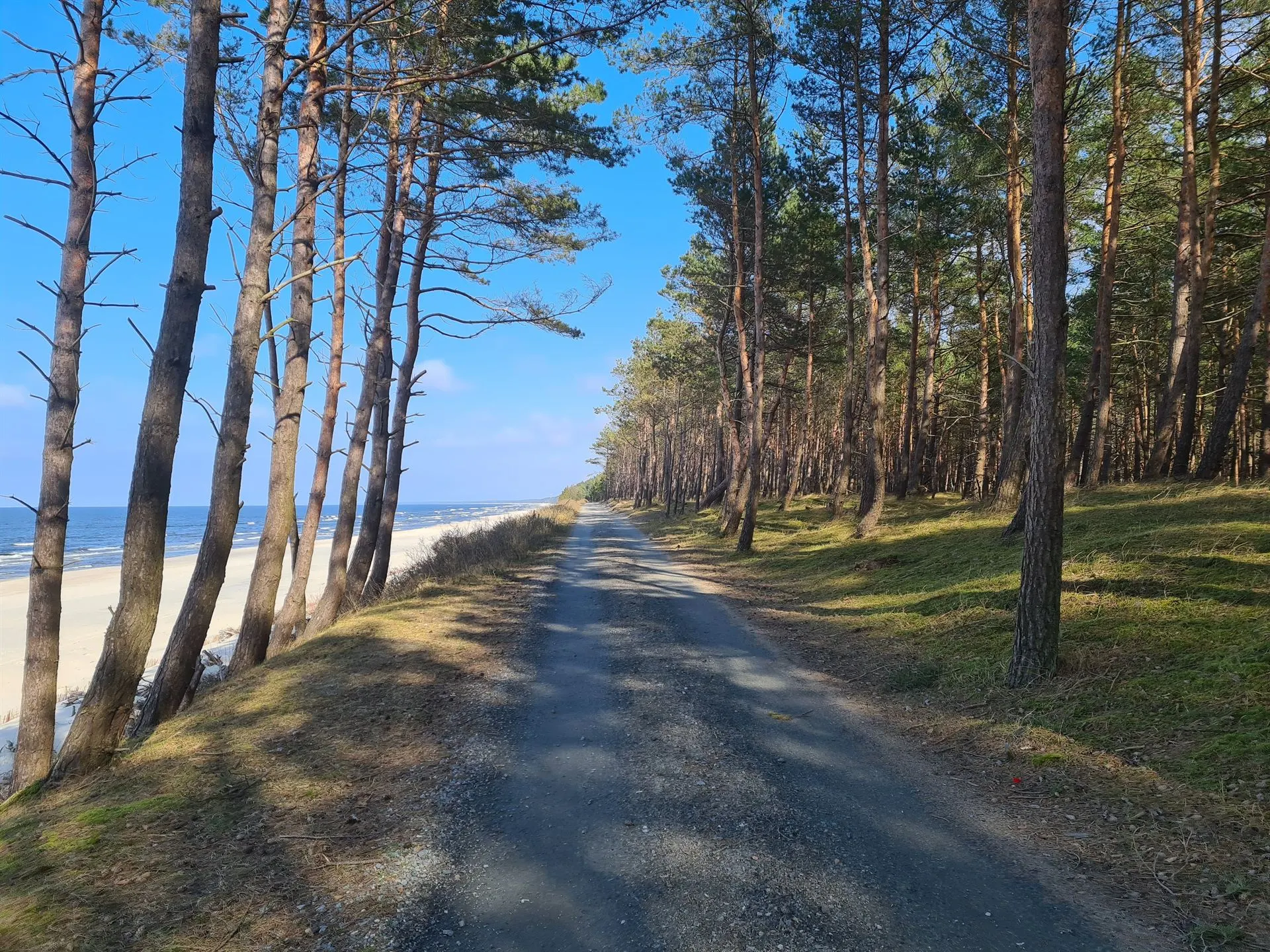 Trasa rowerowa pomiędzy lasem a morzem